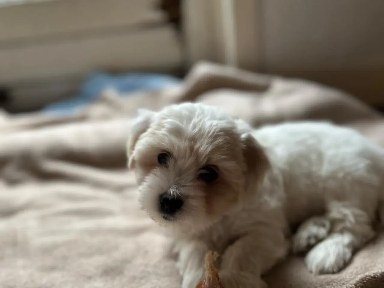 Billede 5 - Coton de Tulear x Malteser. Allergivenlig. Bomulds