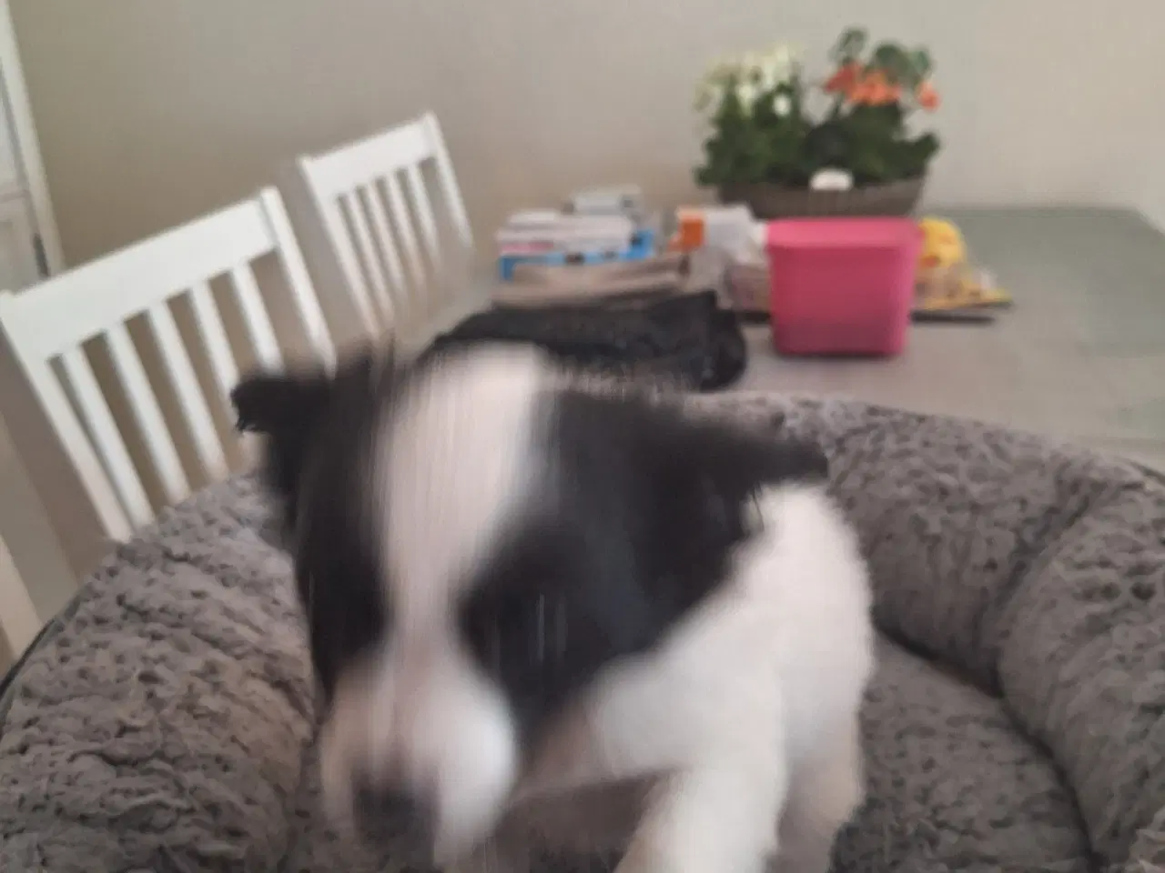 Billede 4 - papilion /chihuahua