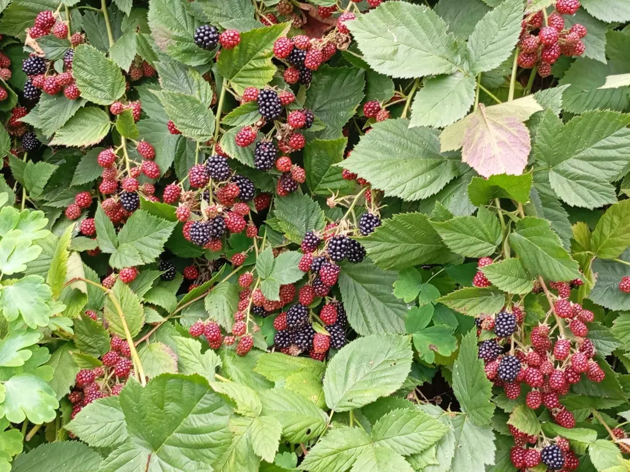 Billede 6 - Brombær Tornfri