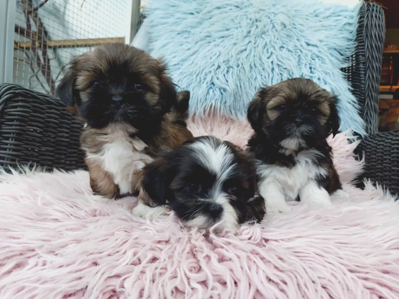 Billede 7 - Lhasa apso hvalpe med stambog