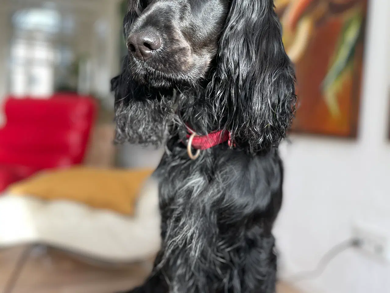 Billede 7 - Cockerpoo tæve på 4 uger