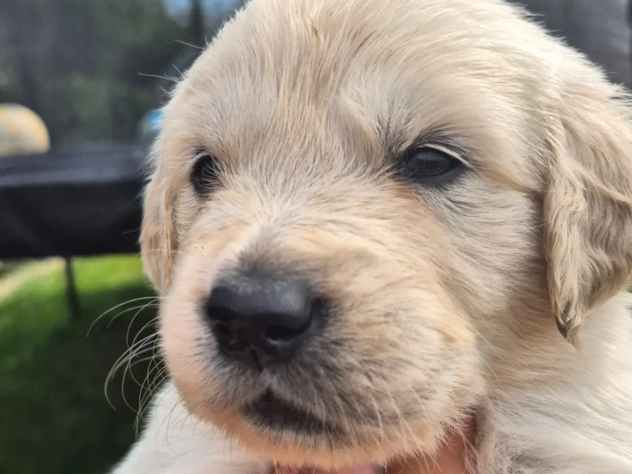 Billede 4 - Golden retriever hvalpe