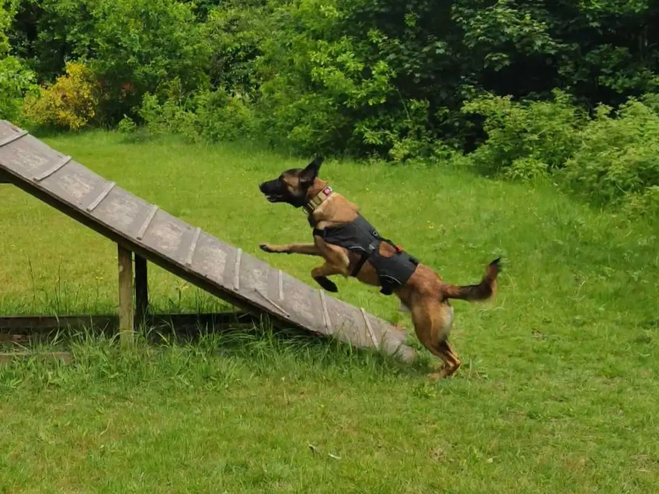 Billede 3 - (SØGER) 👈🏻👉🏻 Belgisk Malinois