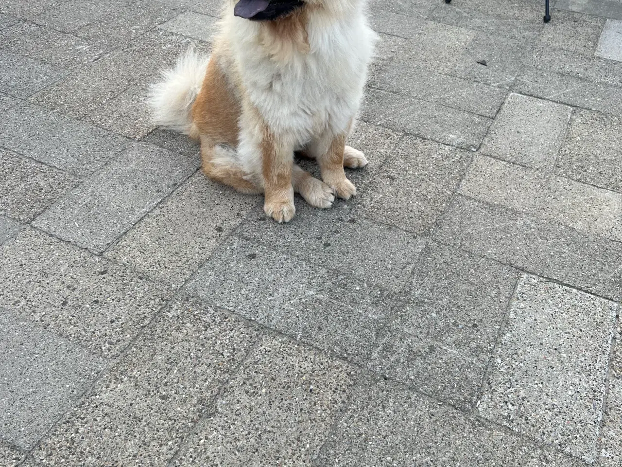 Billede 3 - Chow Chow tæve 