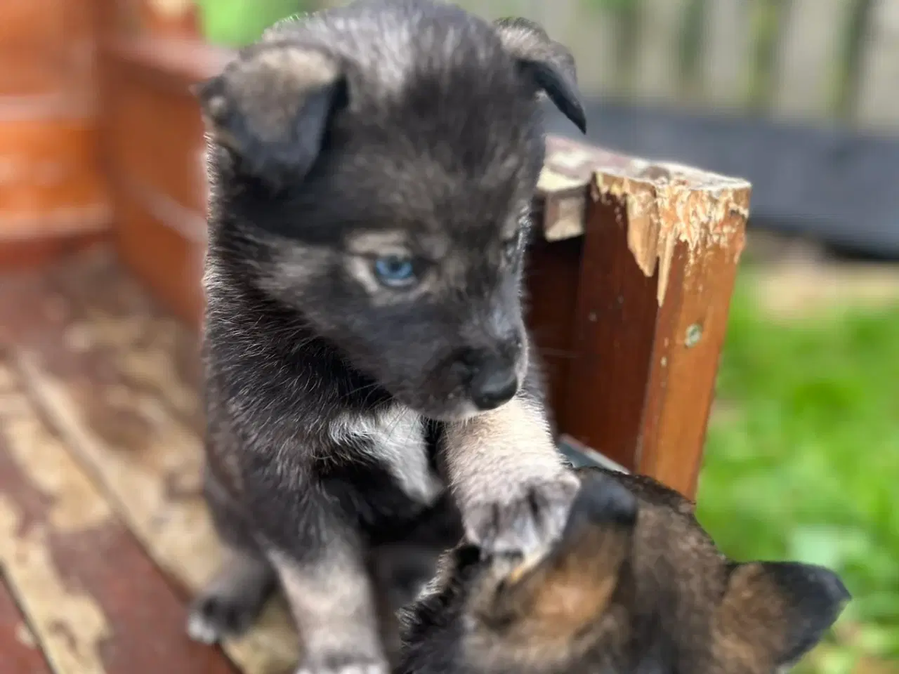 Billede 13 - Rottsky hvalpe søger nye, kærlige hjem
