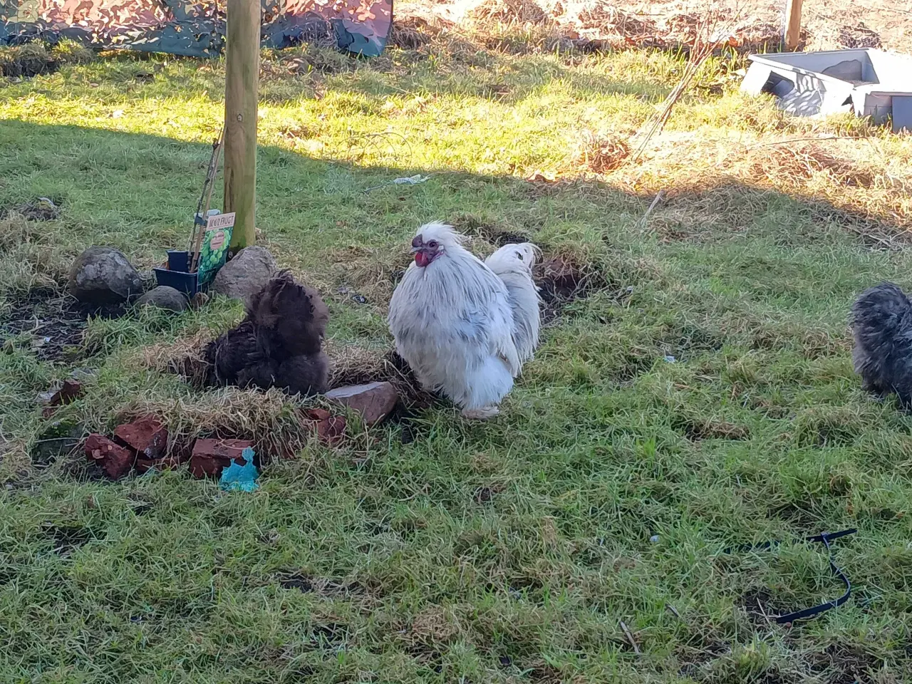 Billede 7 - daggamle Dværg silkehøns Kyllinger i rene farver g