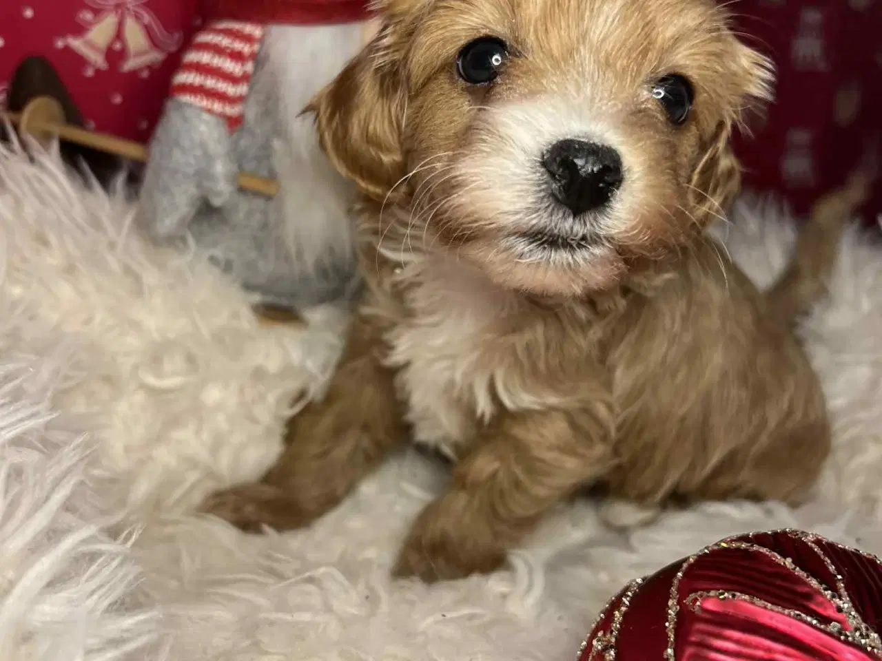 Billede 3 - Maltipoo 