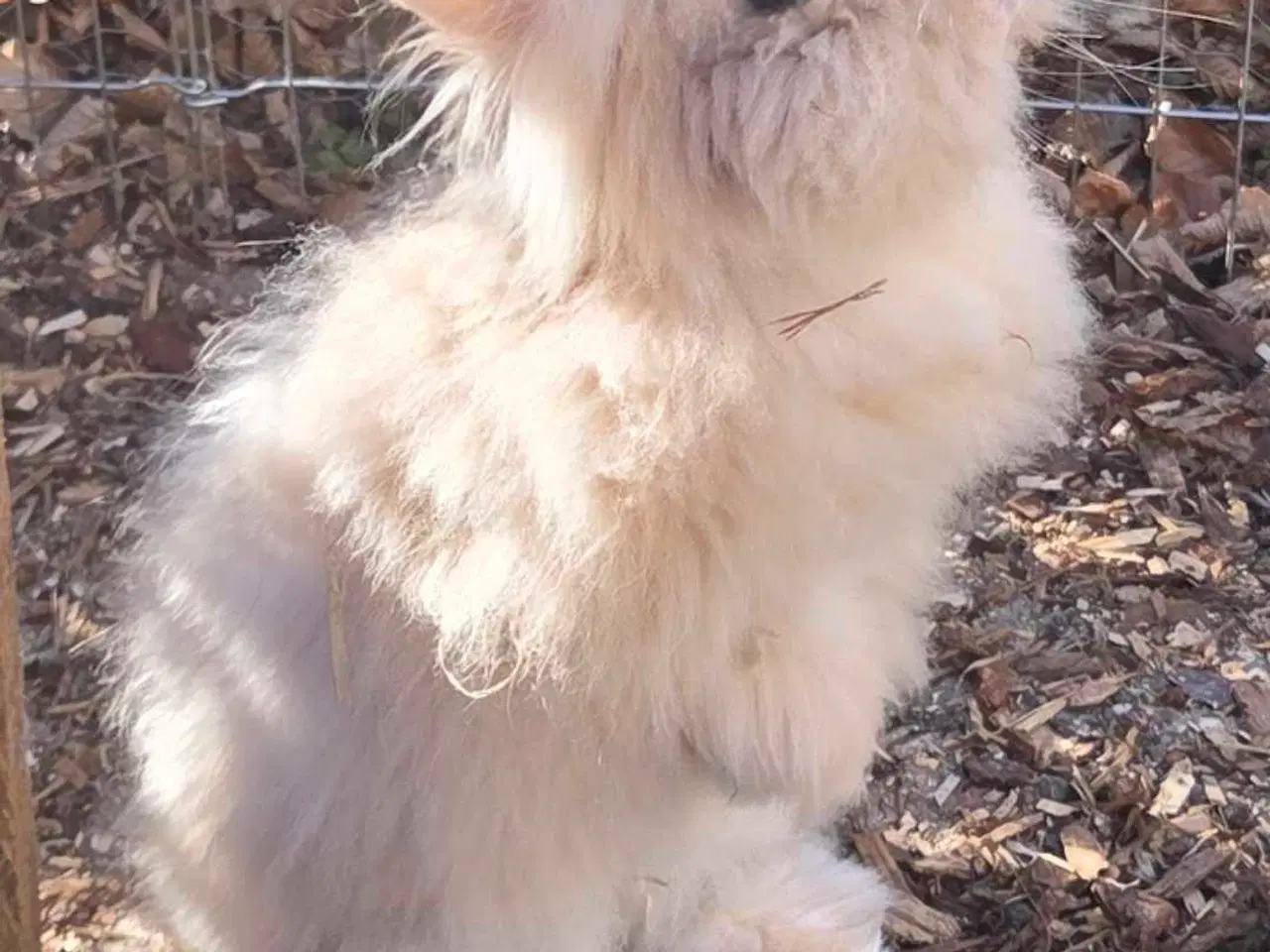 Billede 1 - Dværg teddy 