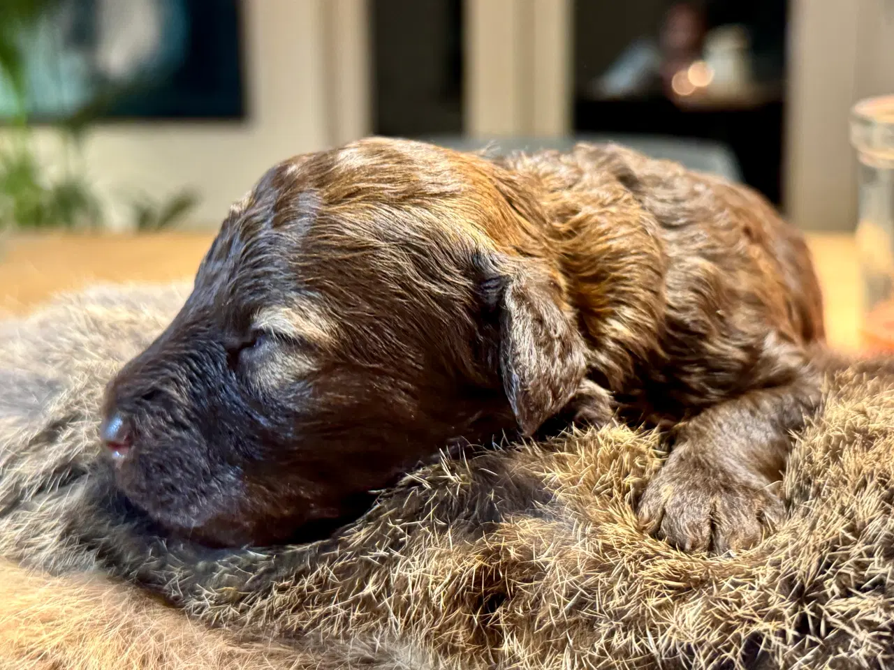 Billede 6 - Allergi venlige puddel hvalpe til juleferien