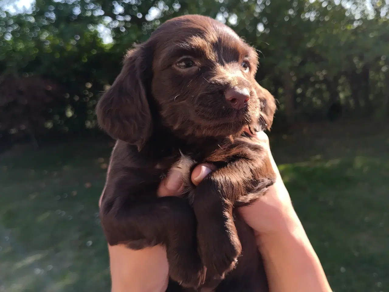 Billede 2 - SPROCKER spaniel hvalpe