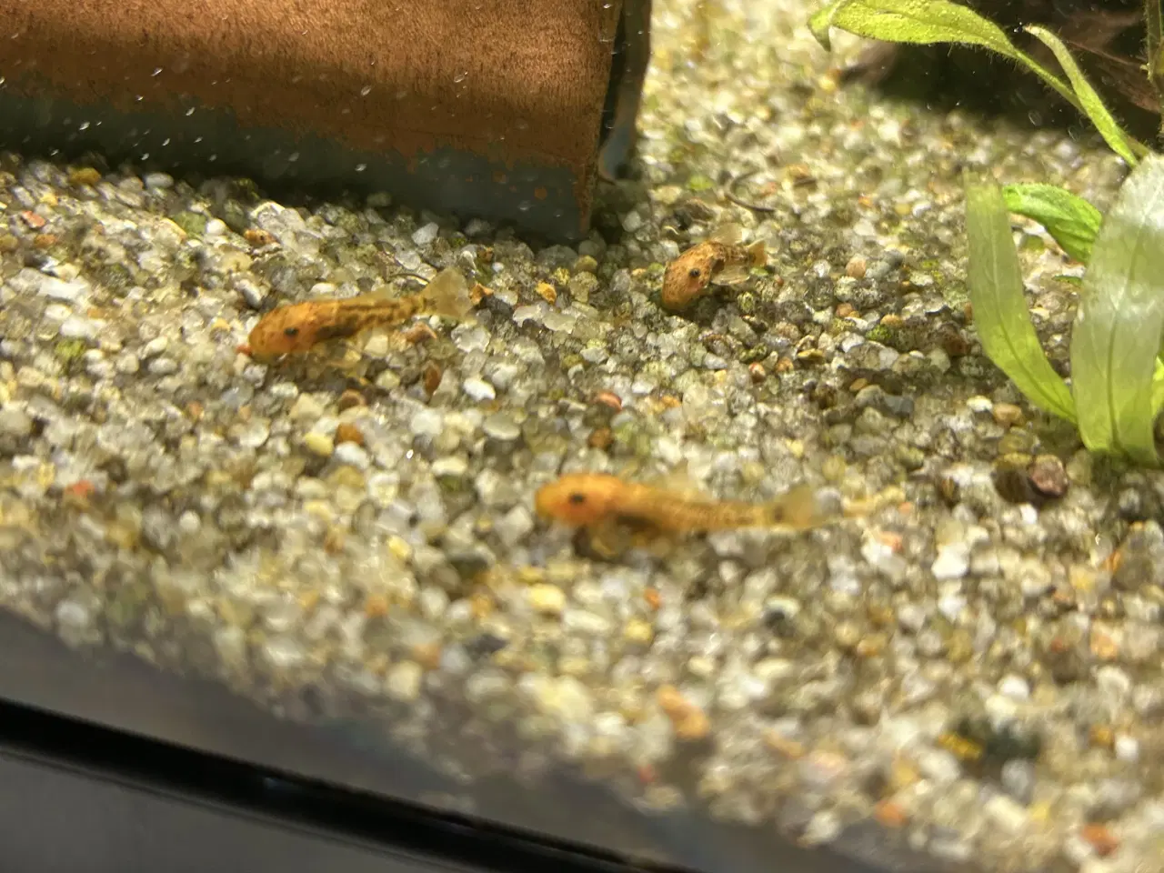 Billede 1 - Maller sælges 