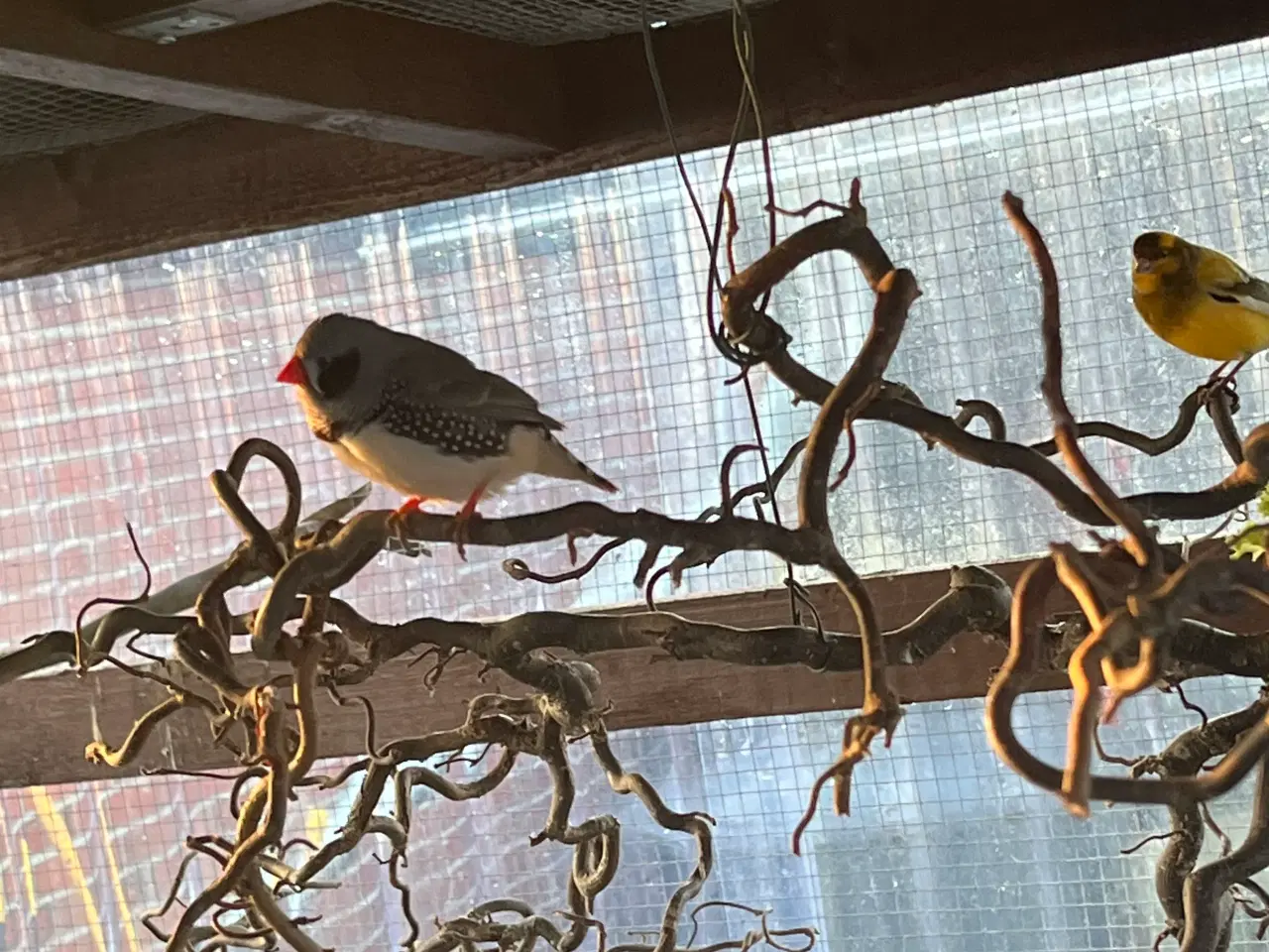 Billede 1 - 5 stk. Zebrafinker 