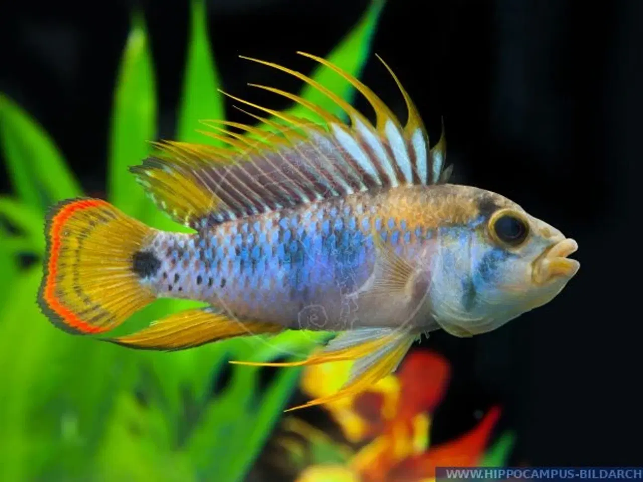 Billede 1 - Akvariefisk