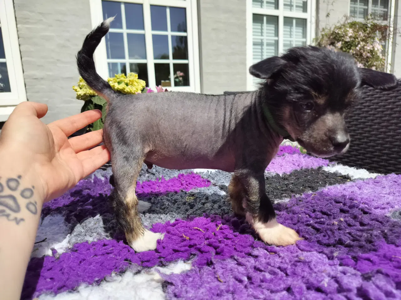 Billede 5 - Chinese crested/powder puff drenge med DKK stambog