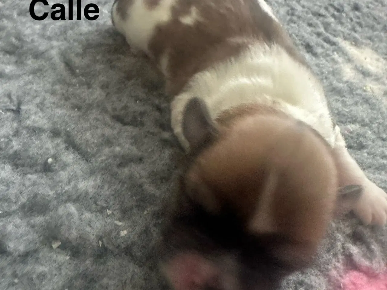 Billede 7 - Lhasa apso hvalpe