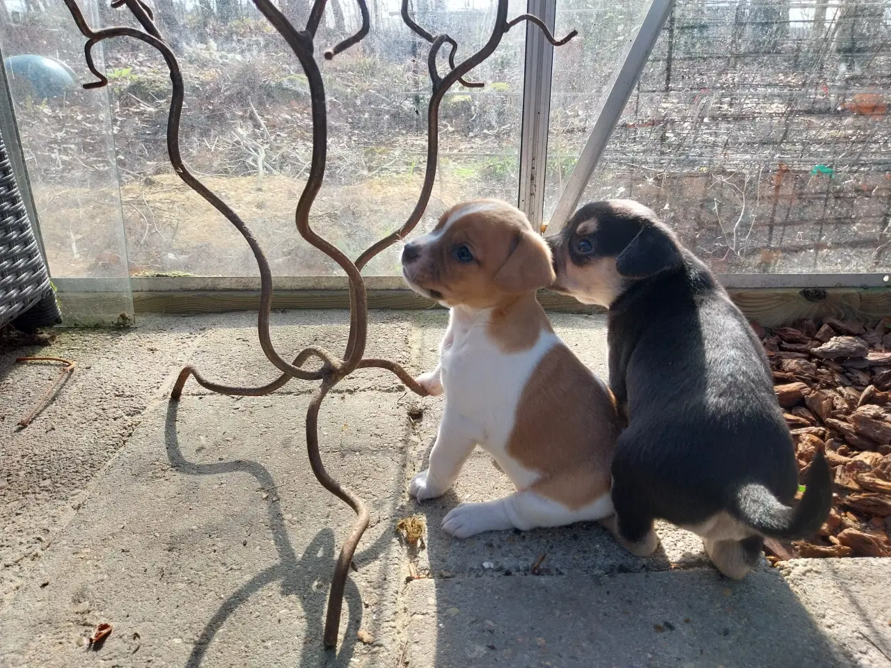 Billede 8 - Dansk svensk gårdhund/mops