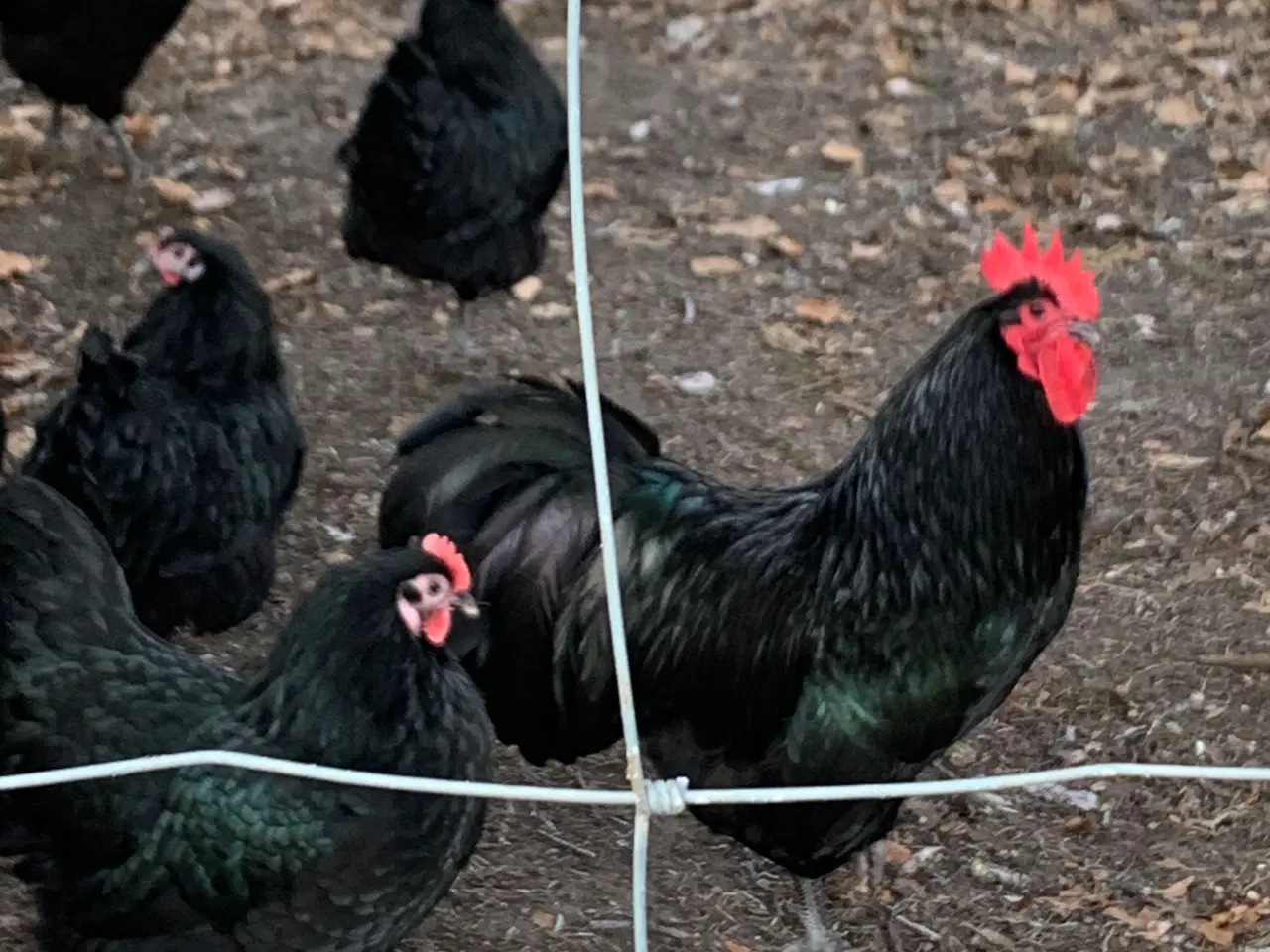 Billede 1 - Kyllinger af Sort Australorps 