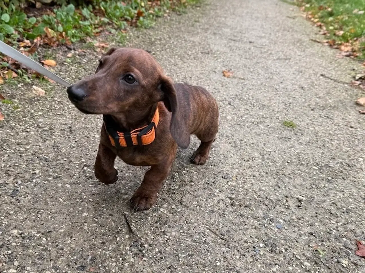 Billede 3 - Hvalp Miniatura korthår gravhund i tigerstriber 