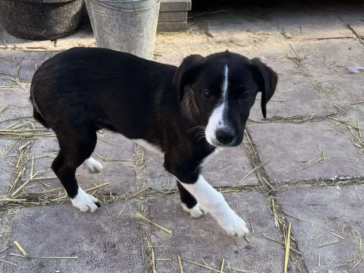 Billede 2 - Søde Rikke søger sit første hjem