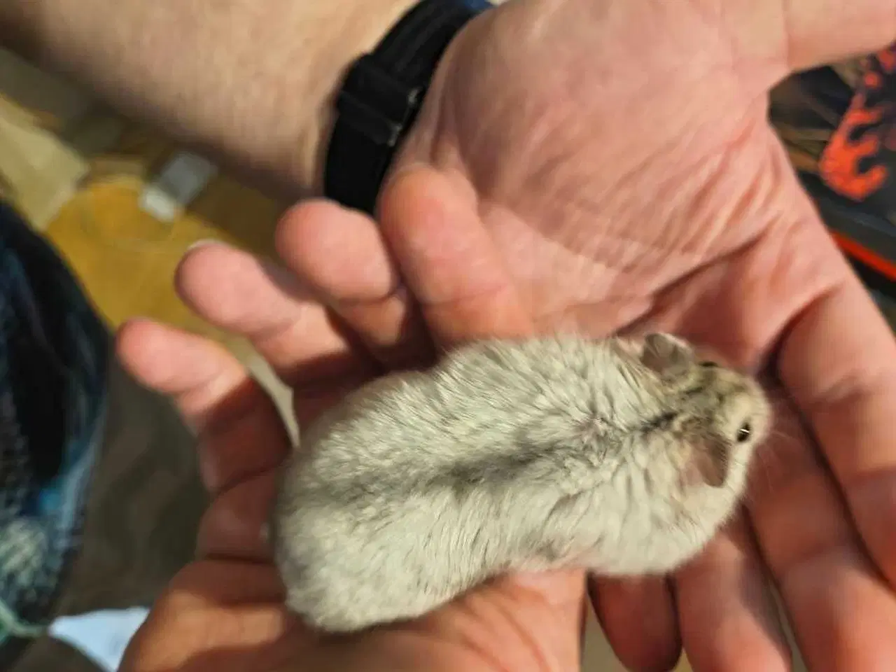 Billede 7 - 2 hamster kømes samlet eller hver for sig der er e