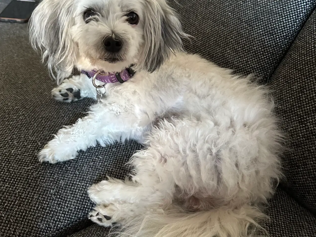 Billede 1 - Malteaser/pekingeser tæve Daisy sælges