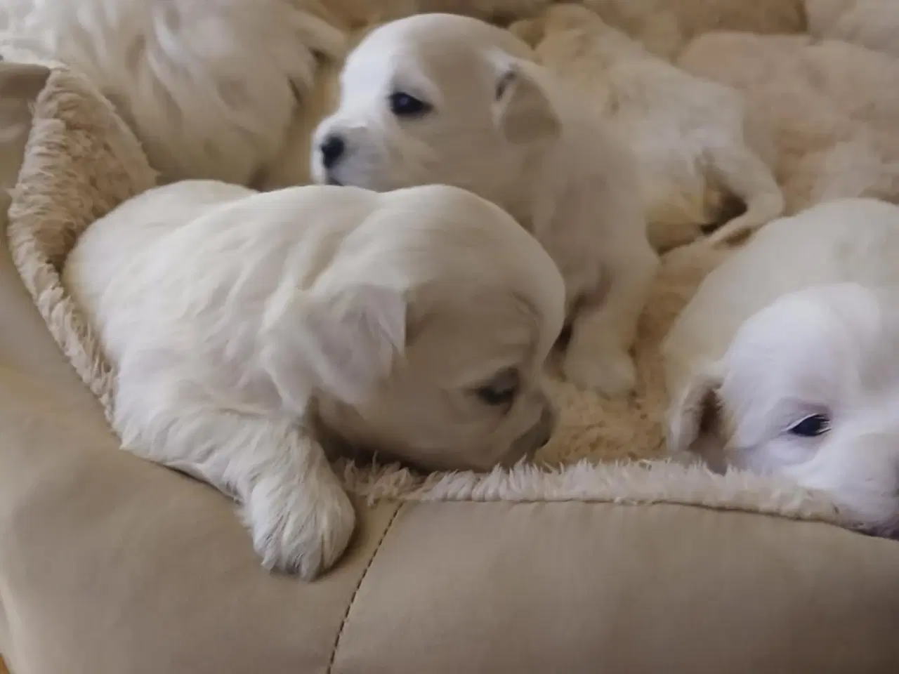Billede 3 - Malteser hvalpe