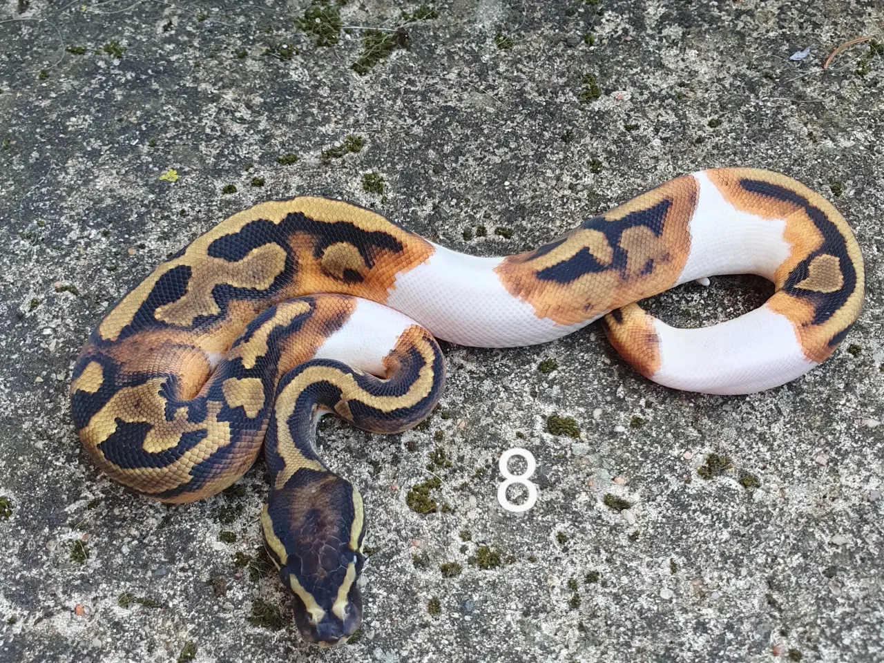 Billede 10 - Pied kongepythons. Opdateret.