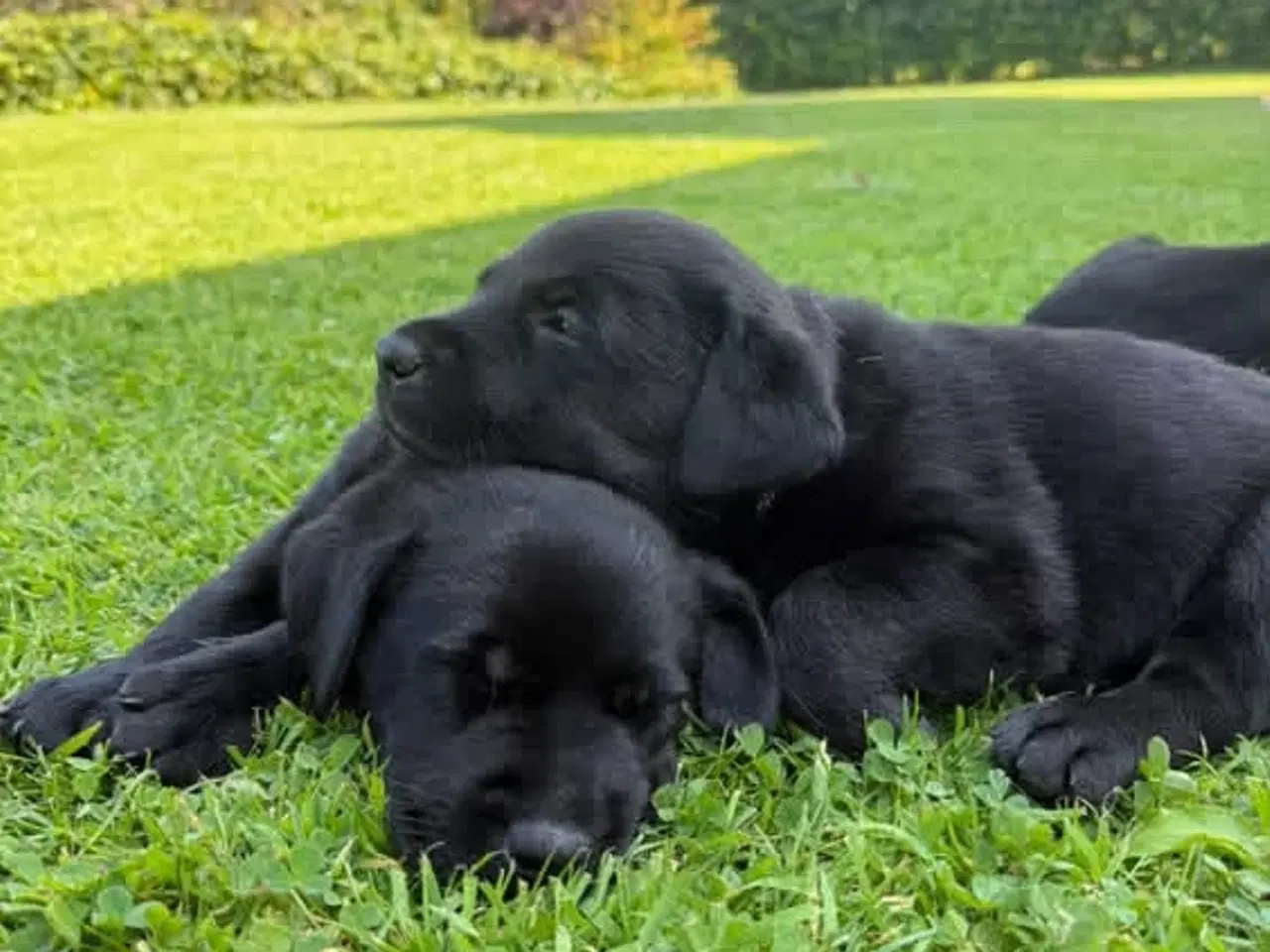 Billede 2 - Labrador blandings hvalpe 
