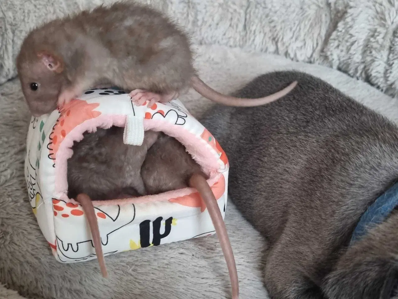 Billede 3 - Dumbo rotteunger 