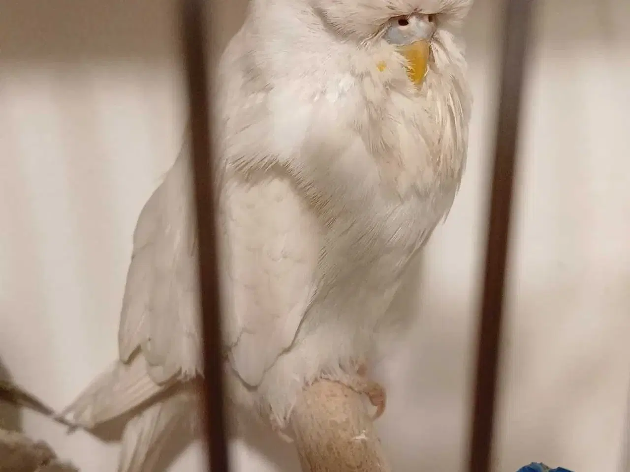 Billede 5 - Engelske undulater