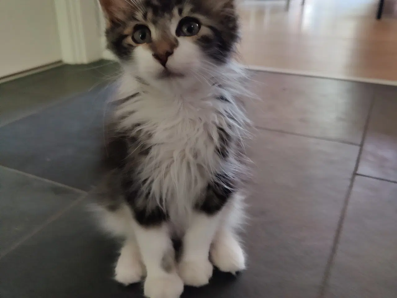 Billede 9 - Maine Coon killinger, klar 17 juni