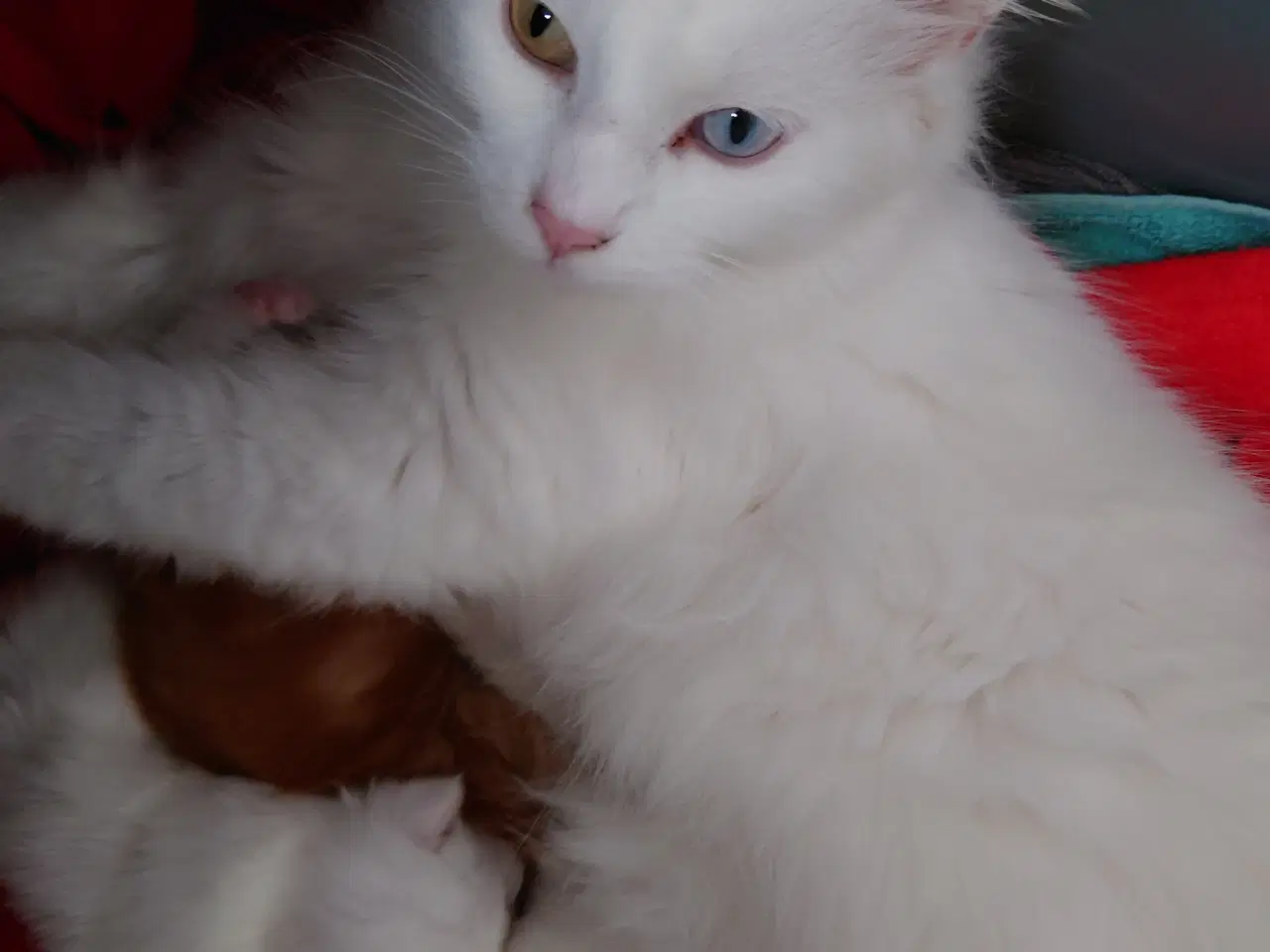 Billede 3 - Maine coon killinger uden tavle