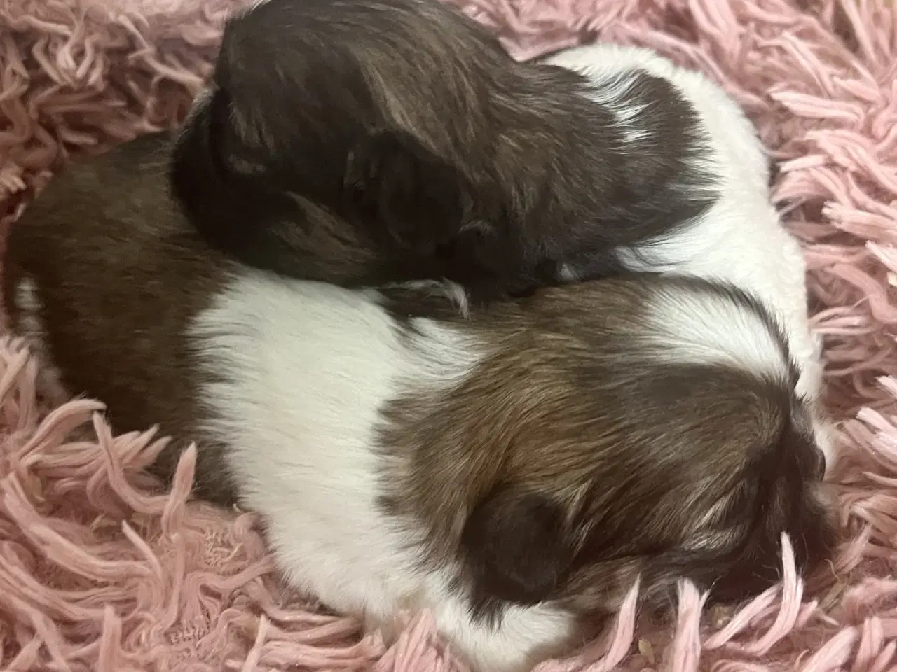 Billede 3 - Allergivenlige hundehvalpe