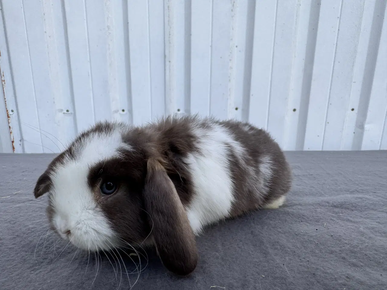Billede 8 - Dværgvædder hankanin