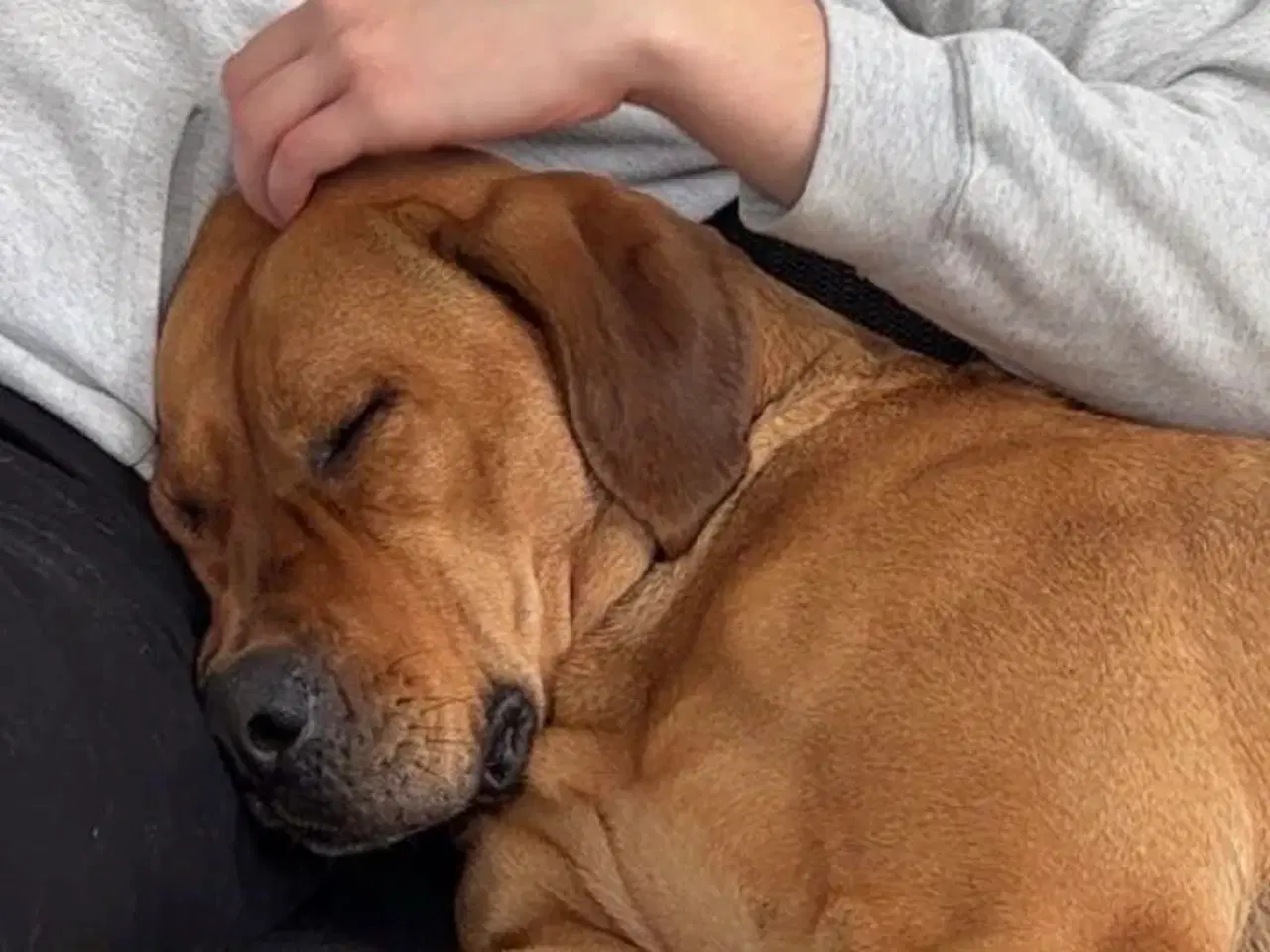 Billede 2 - Blandings hund sælges 