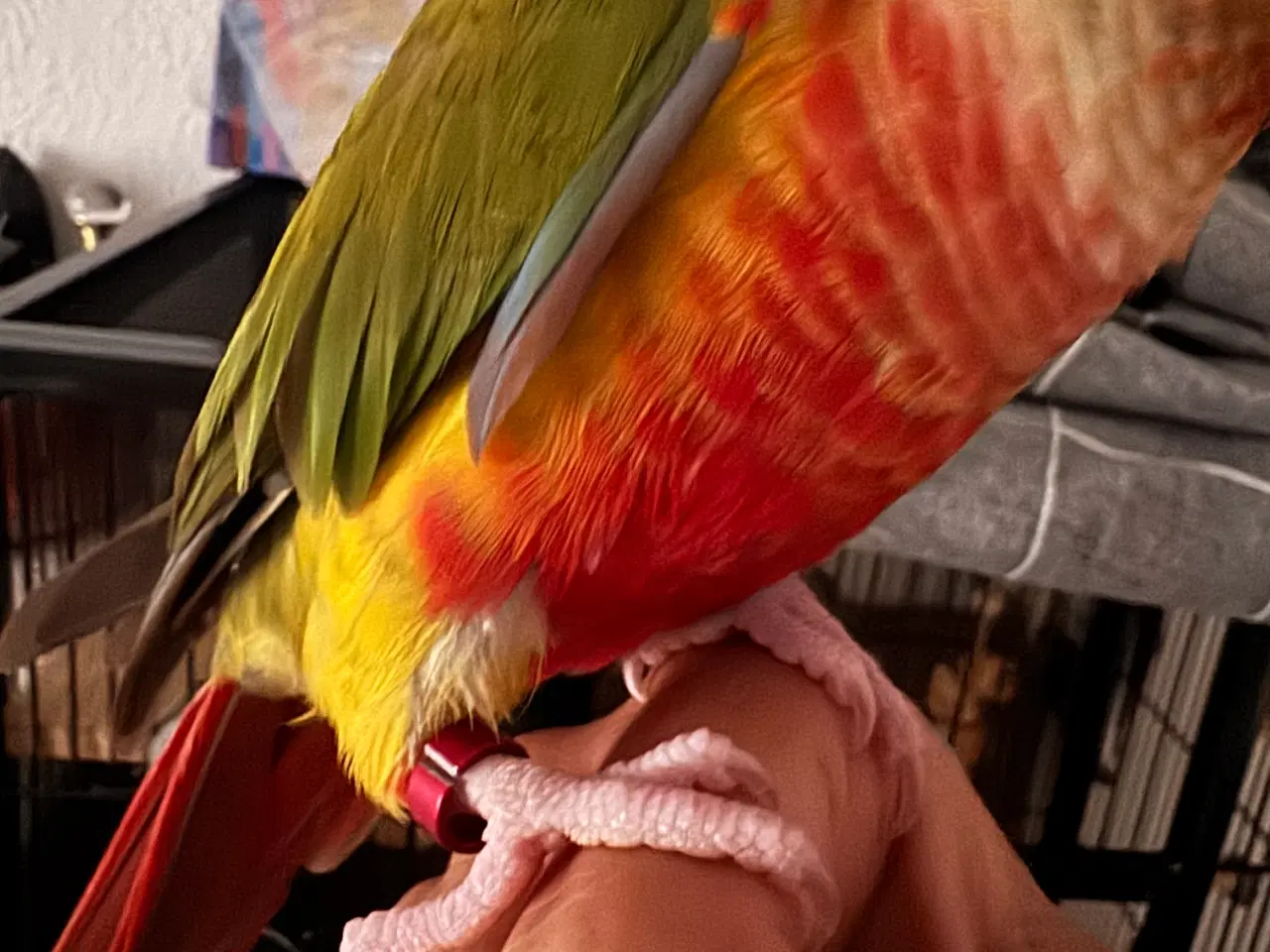 Billede 3 - Tam hun Conure fugl