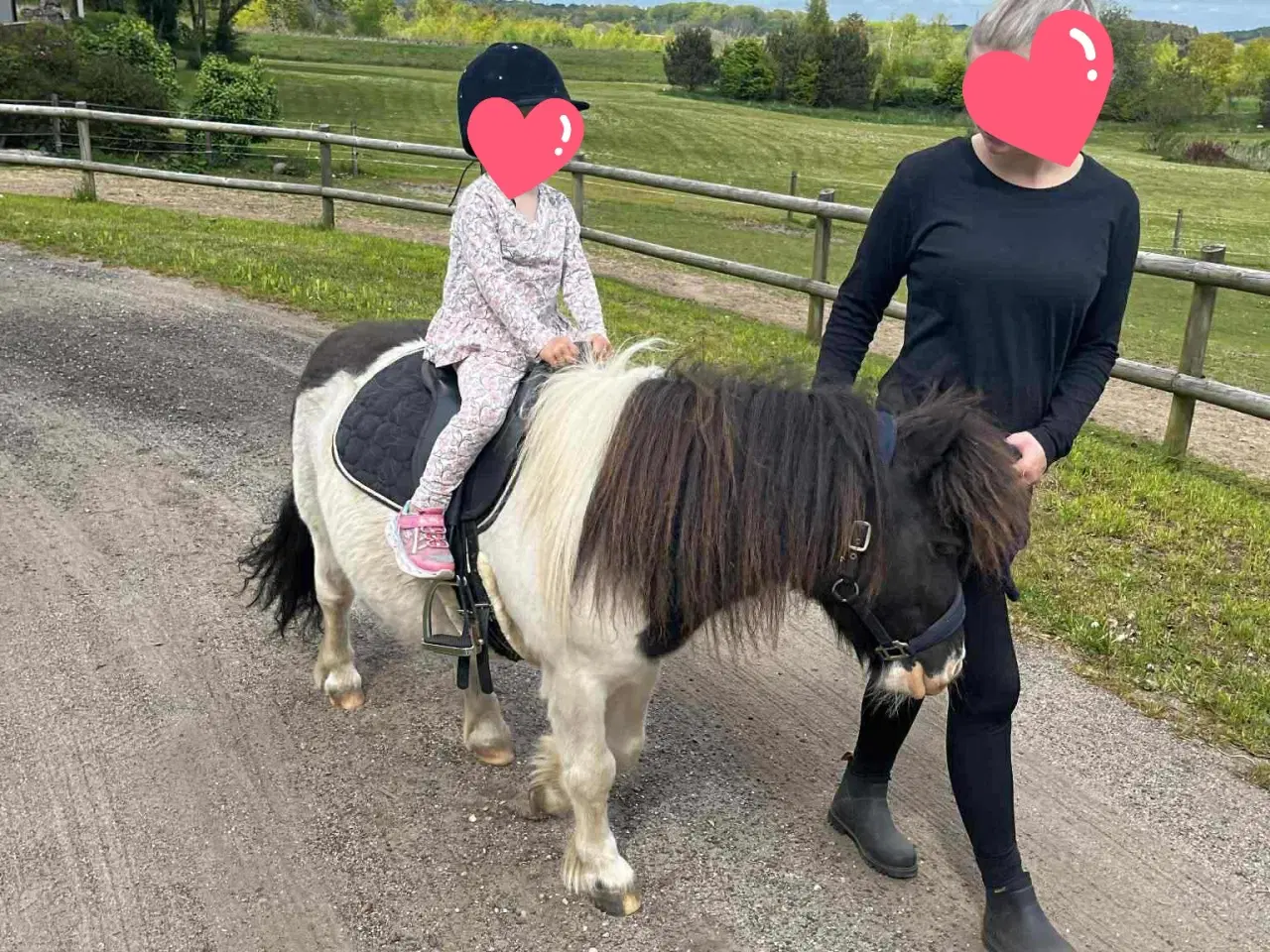 Billede 3 - Selskabelig og smuk shetlænder