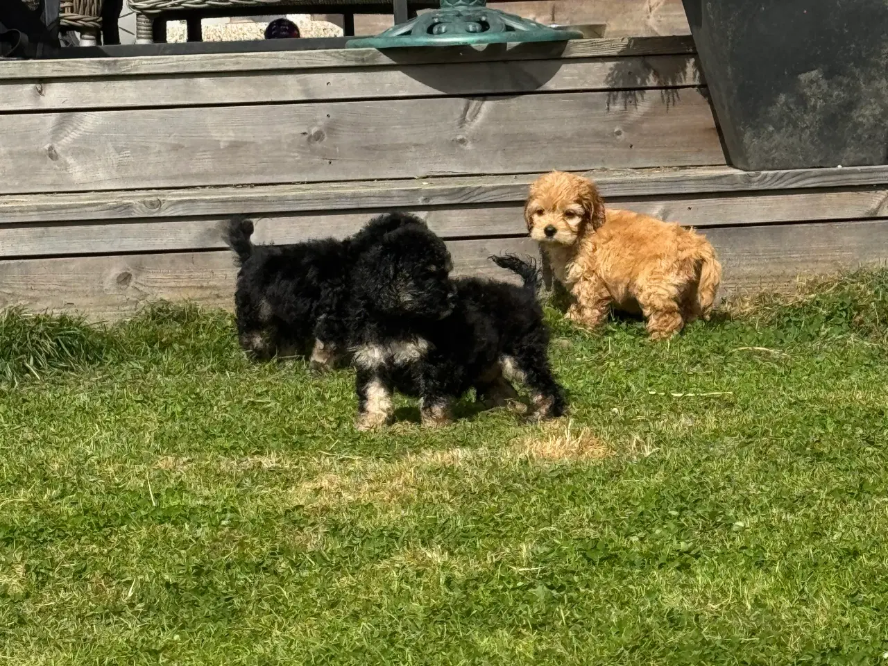 Billede 15 - Skønne Amerikansk cockapoo