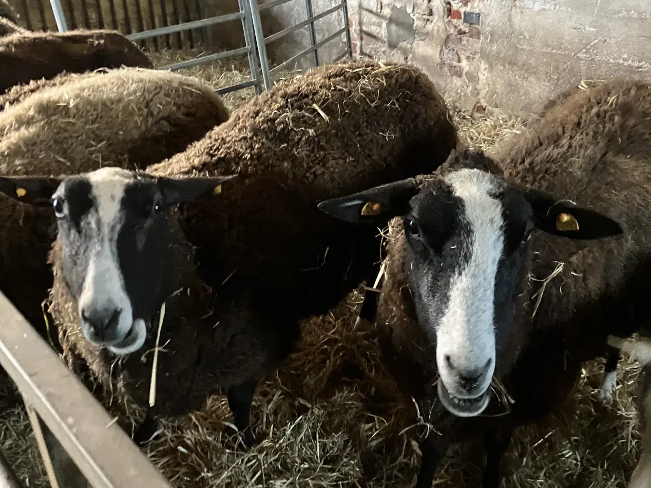 Billede 2 - Får med lam