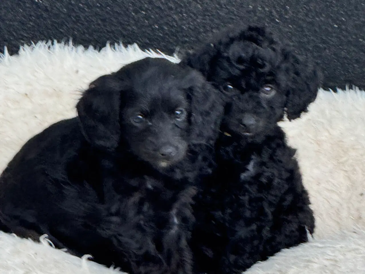 Billede 9 - ✨🐾 Engelske Cockapoo hvalpe søger nye hjem 