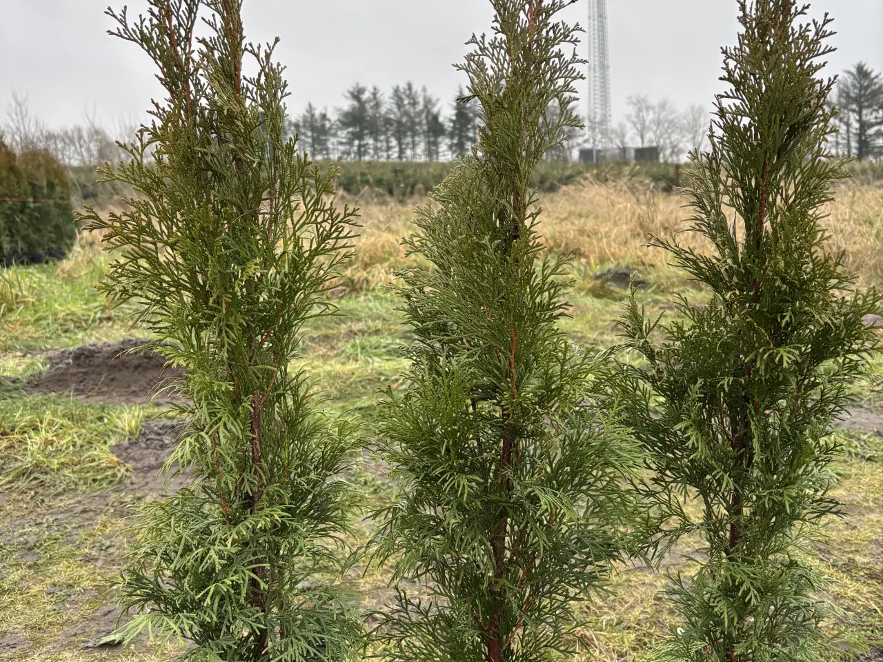 Billede 1 - Thuja Smaragd hækplanter – KUN 59 kr. pr. stk. 