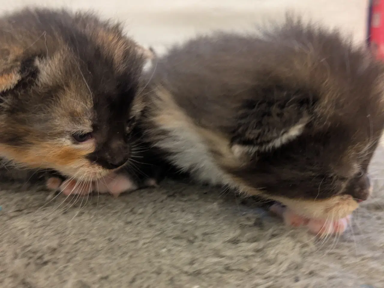 Billede 4 - Maine coon mix