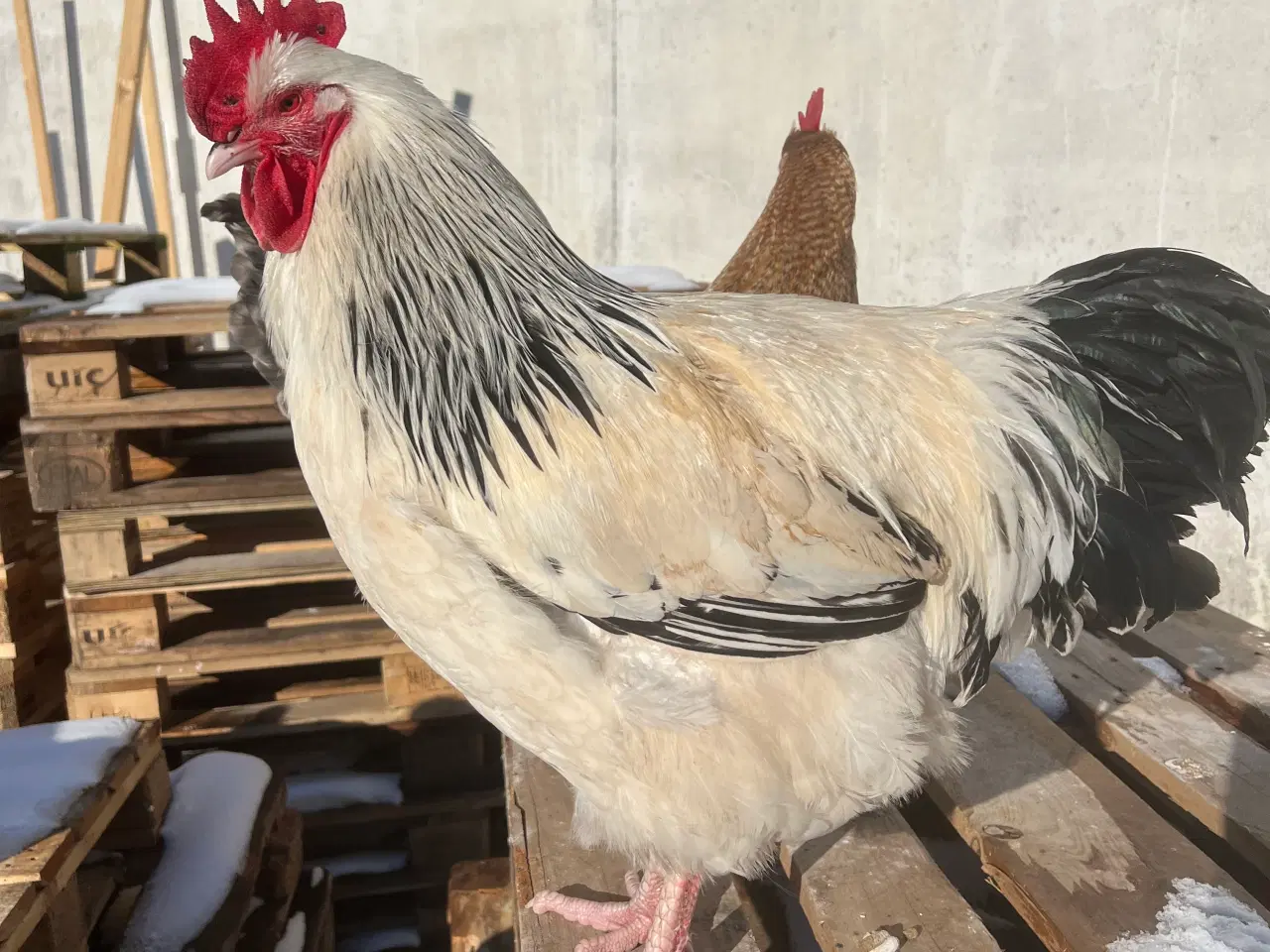 Billede 1 - Haner til salg