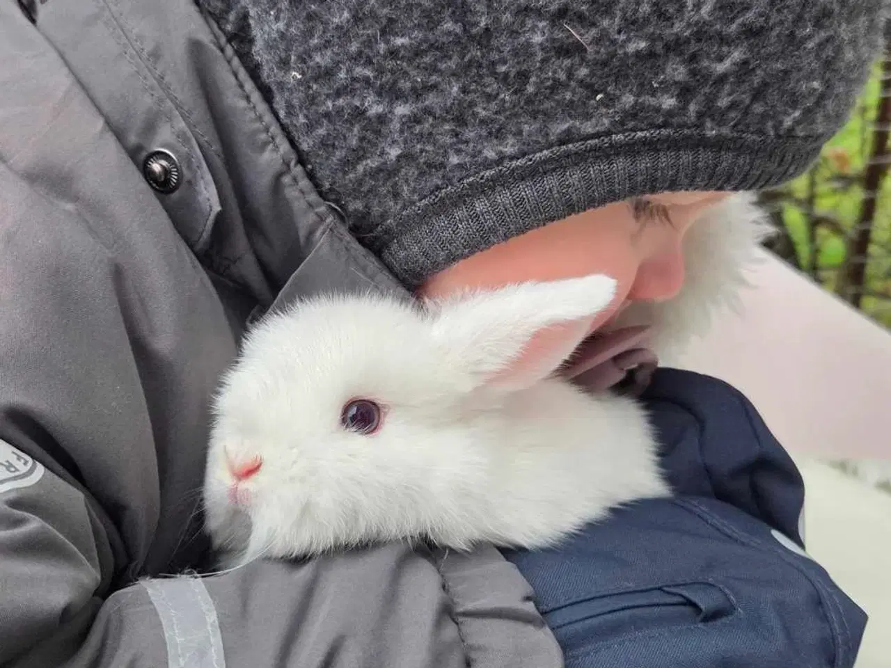 Billede 5 - Minilop kanin unge 