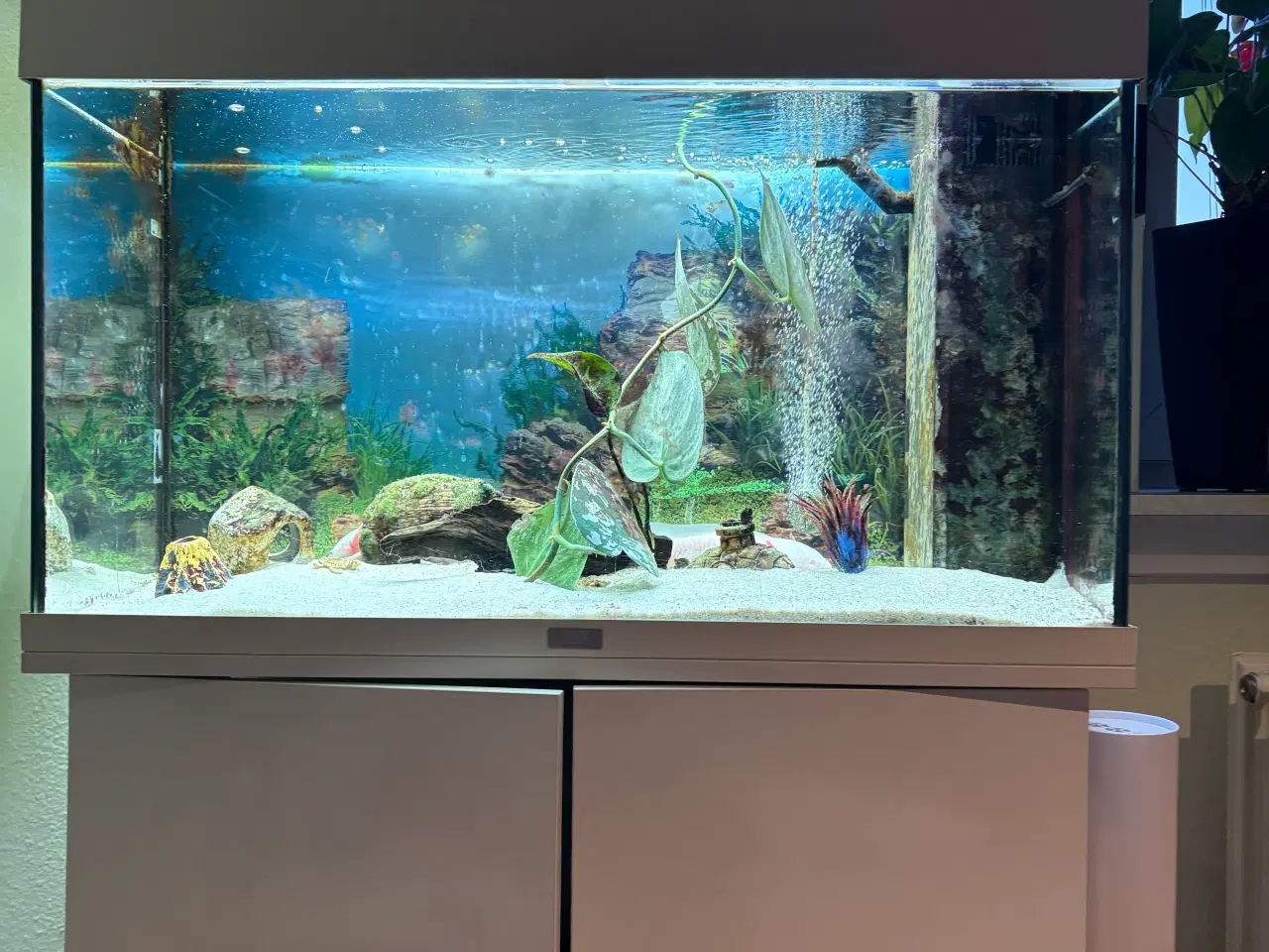 Billede 4 - Akvarie med eller uden axolotl