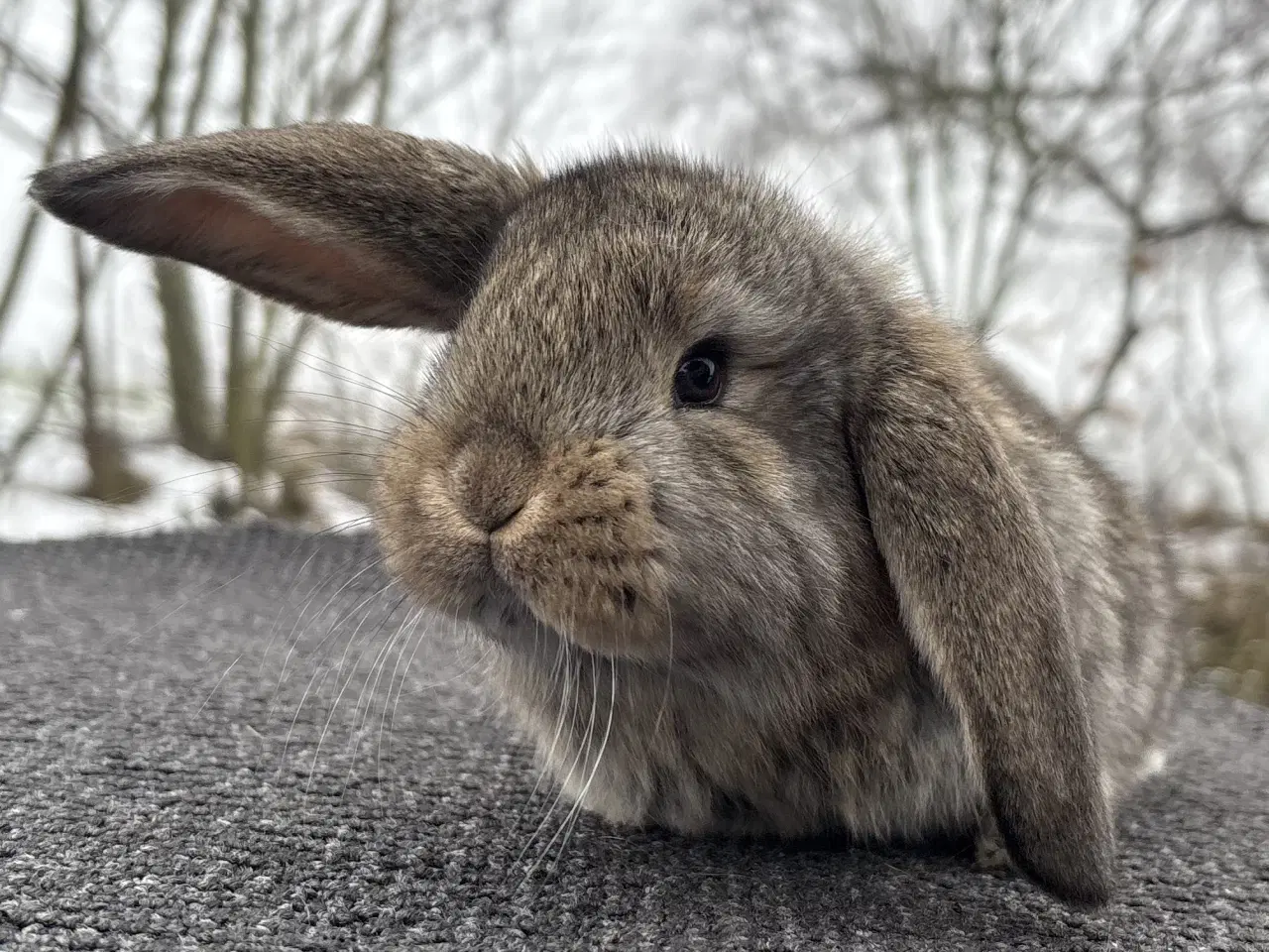 Billede 8 - FRANSK VÆDDER HUN VILDTGRÅ