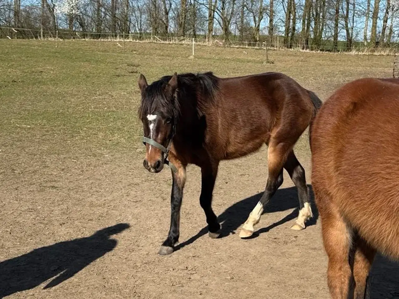 Billede 5 - Ung pony klar til arbejde 
