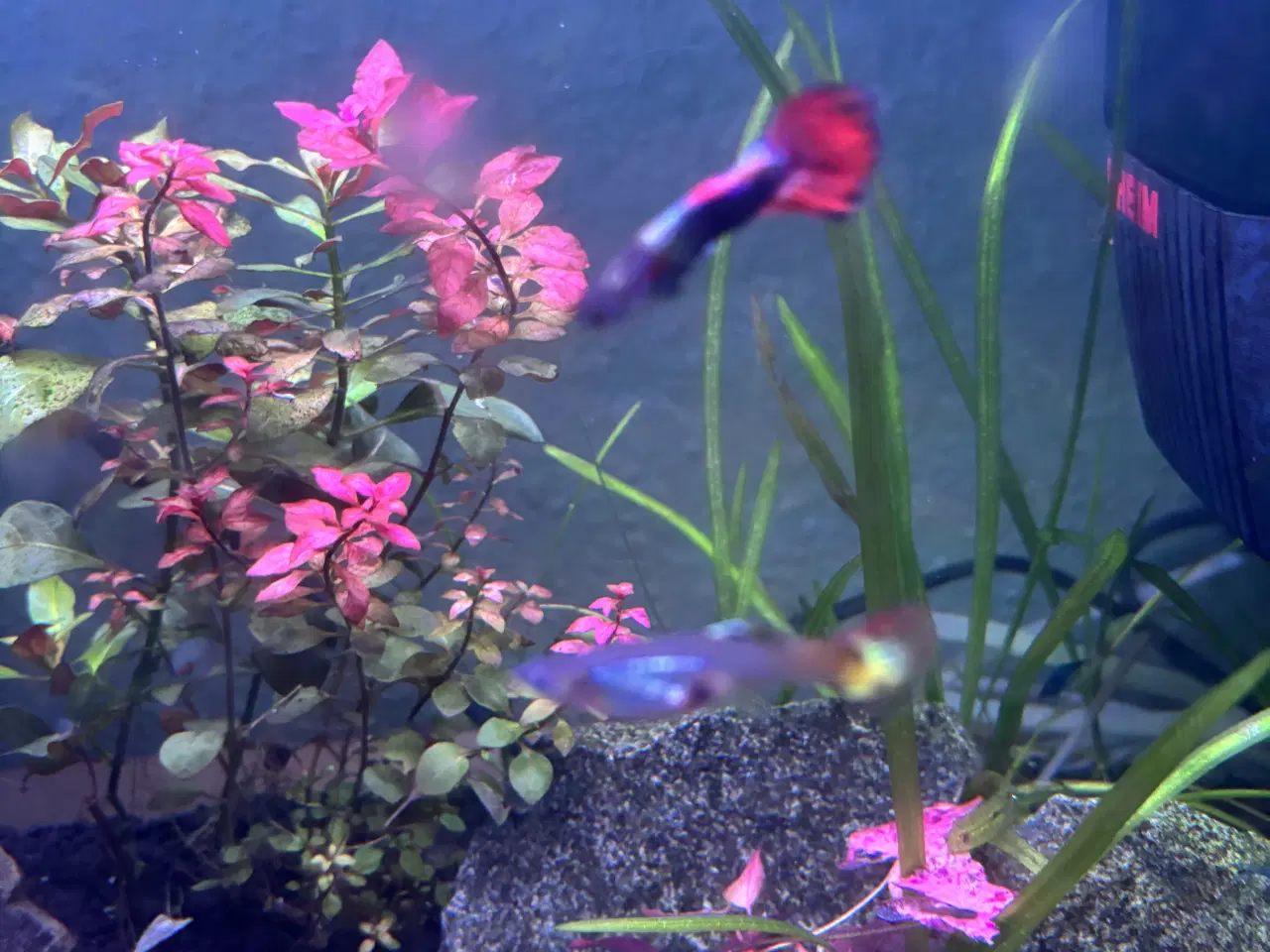 Billede 2 - Unger af guppy