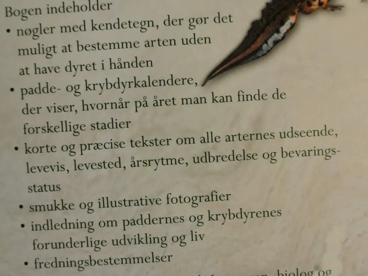 Billede 3 - padder og krybdyr i danmark, af ole frank jørgense