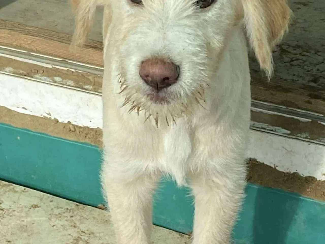 Billede 6 - Vidunderlige DJ leder efter sin 4-ever familie🏡💞